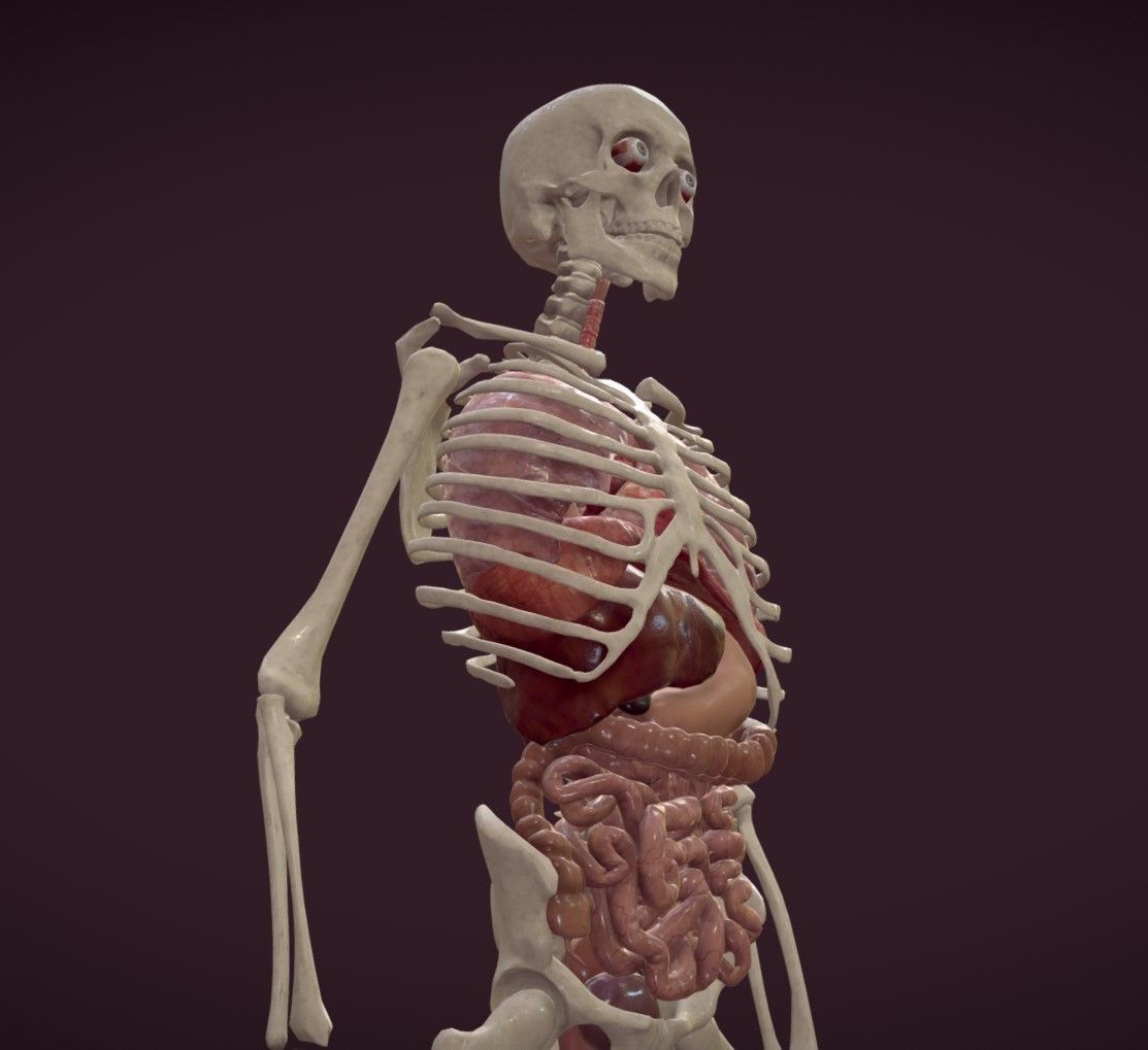 Animated human body anatomy Low-poly 3D model_5