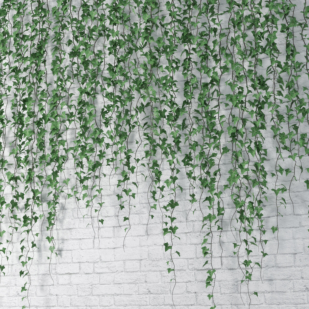 Ivy wall 06 3D model_6