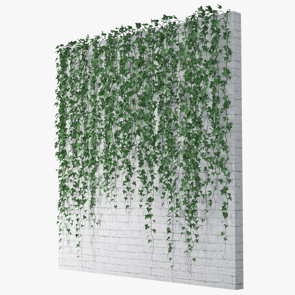 Ivy wall 06 3D model_2