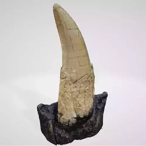 Tooth Tyrannosaurus rex  of original 3D scan ready to print 3D print model