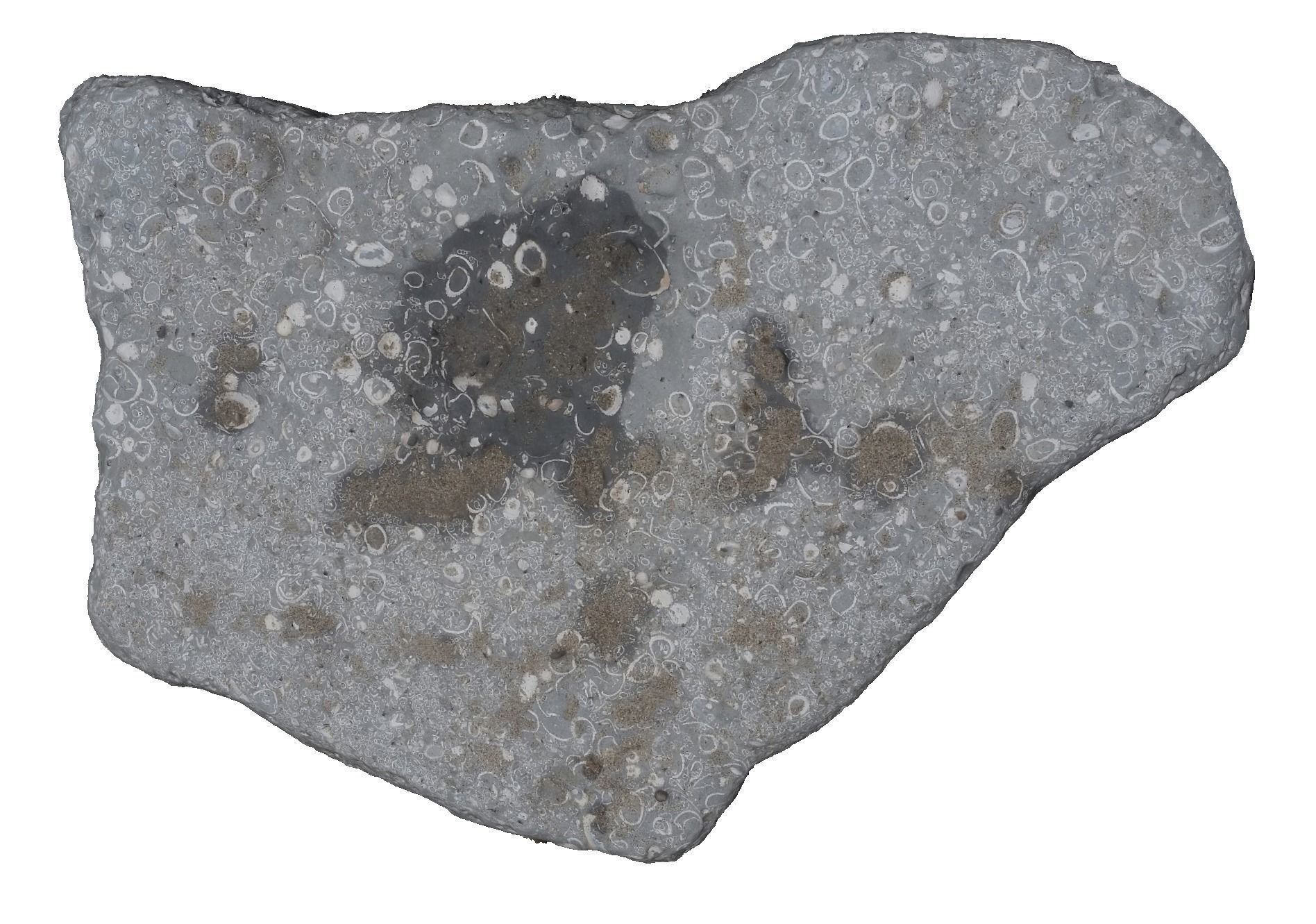 Shell Fossil 3D Scanned Model 3D model_6