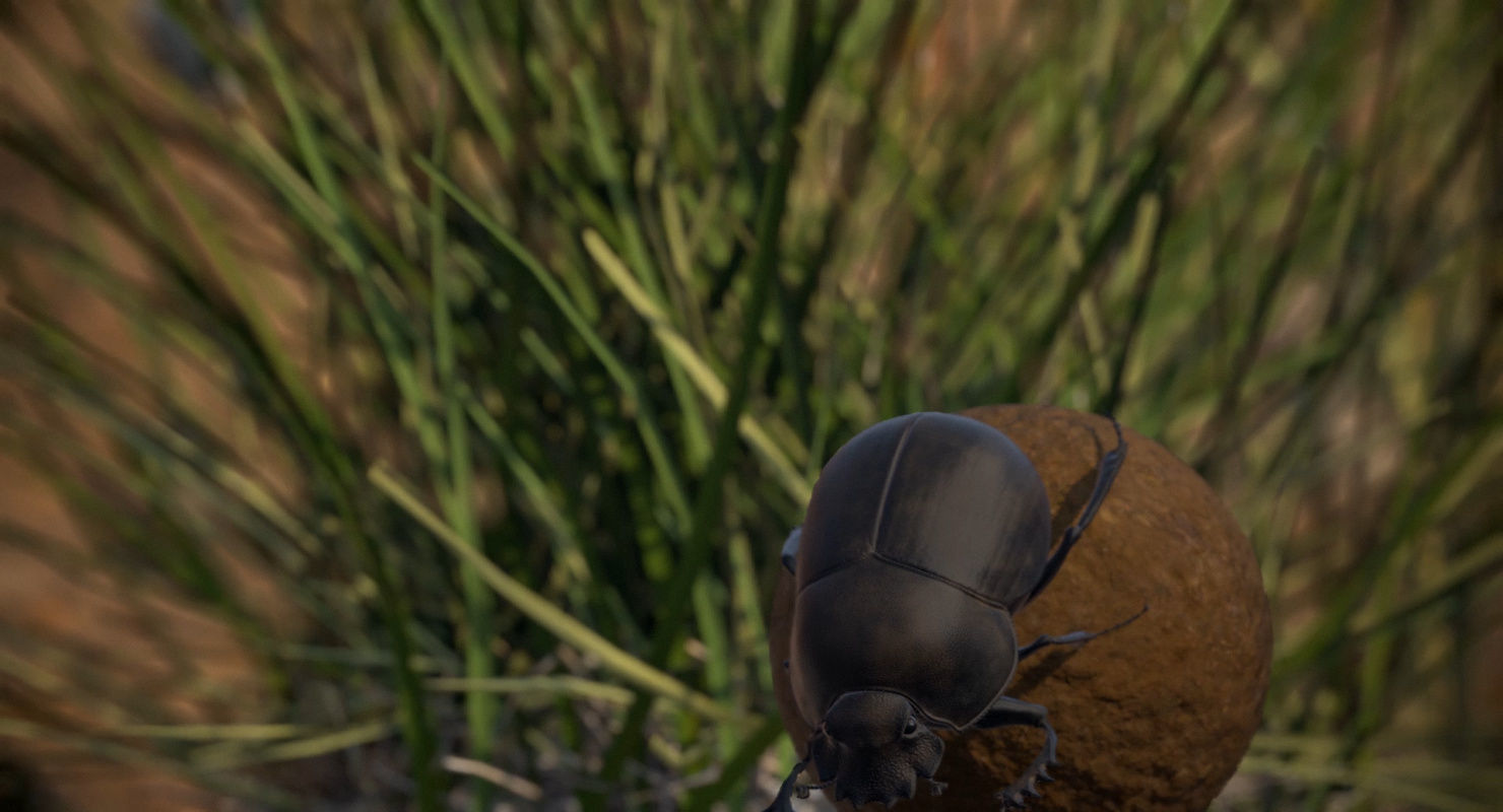 Dung Beetle Low-poly 3D model_12