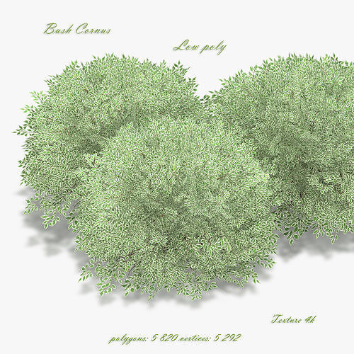 Bush Cornus Alba Low-poly 3D model