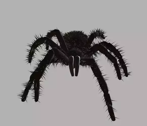Spider Game Model