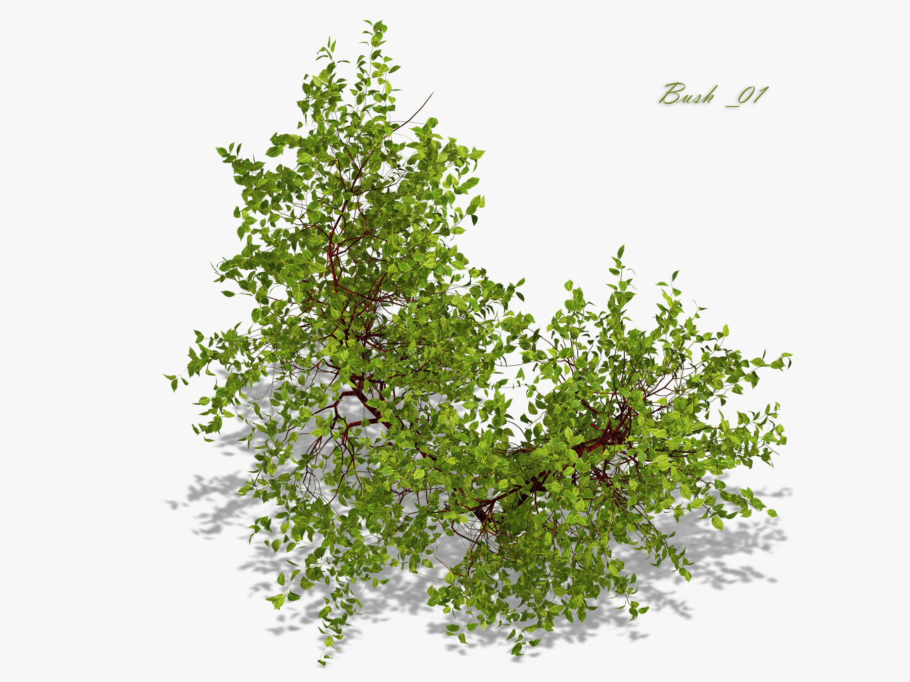 Bush over water 3D model_7