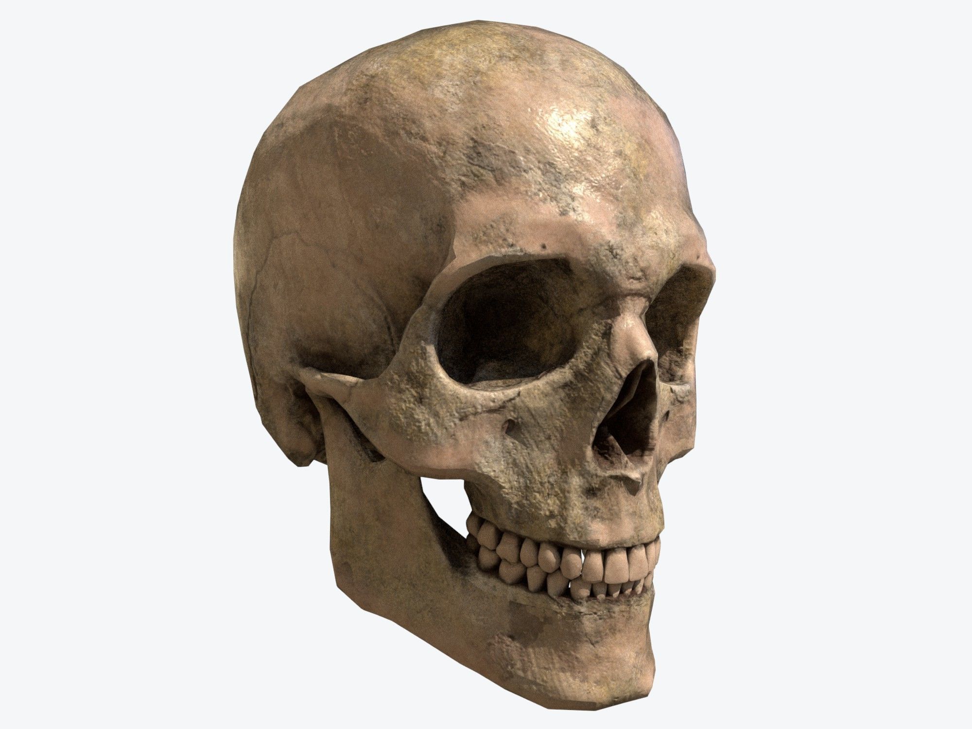 game-ready Human Skull Low-poly 3D model | CGTrader