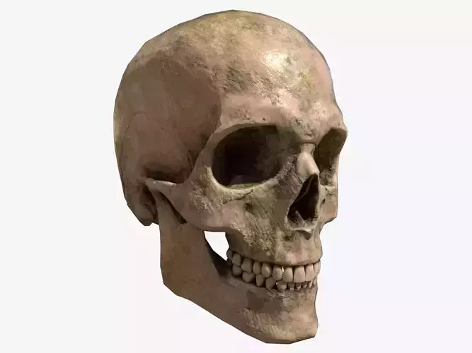Human Skull Low-poly 3D model