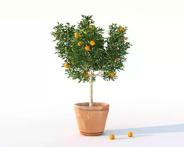 Plants - orange tree in vason