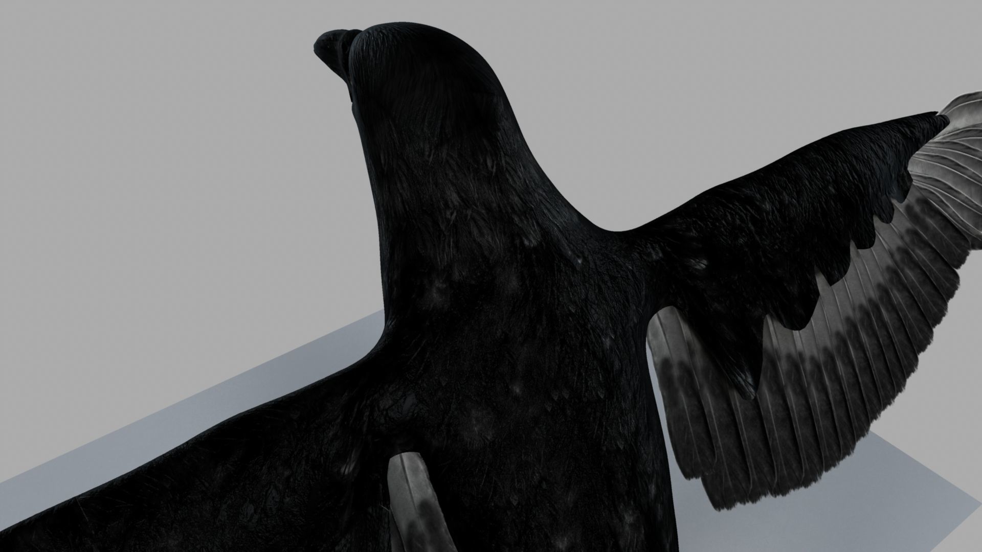 3D Crow raven with wings spread 3D model_7