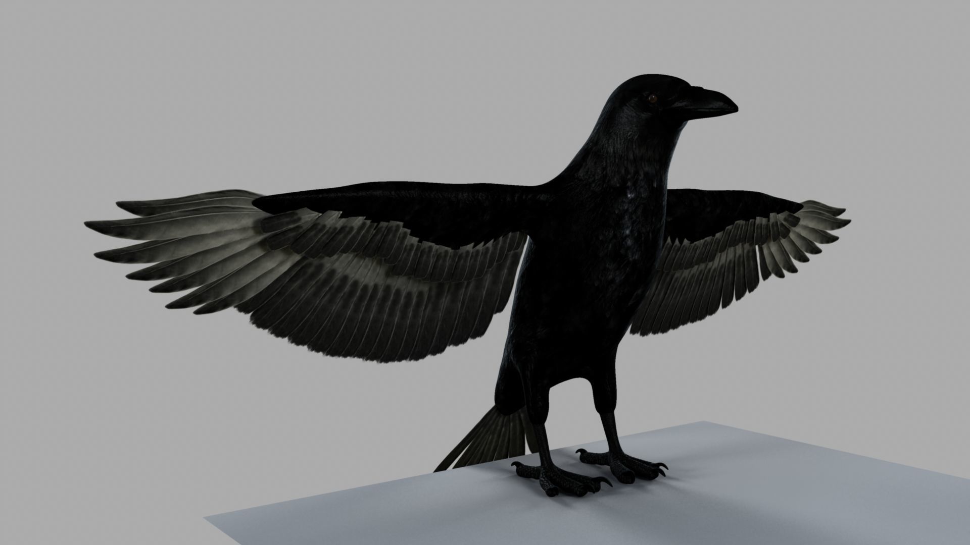 3D Crow raven with wings spread 3D model_2