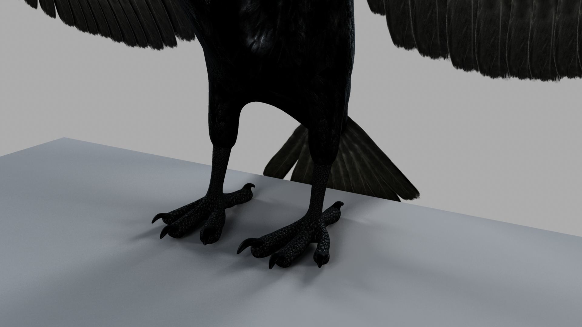 3D Crow raven with wings spread 3D model_29