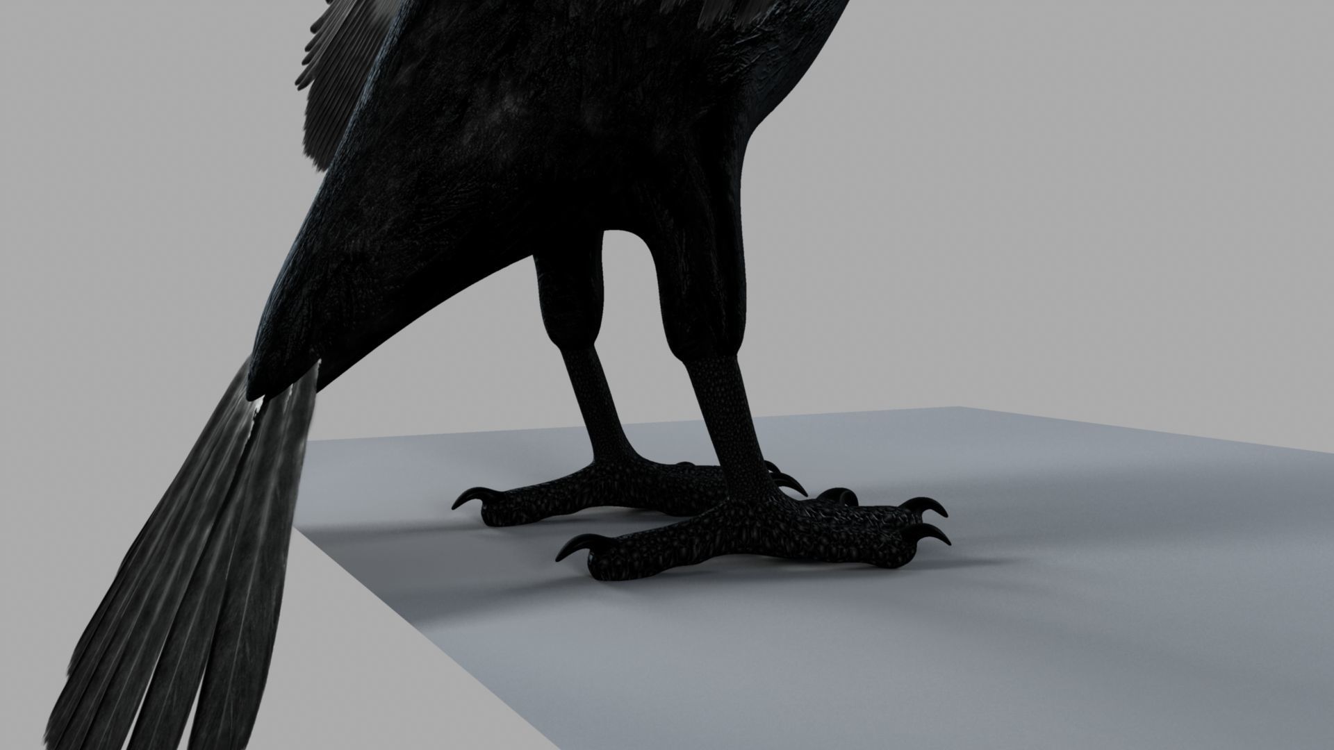 3D Crow raven with wings spread 3D model_5