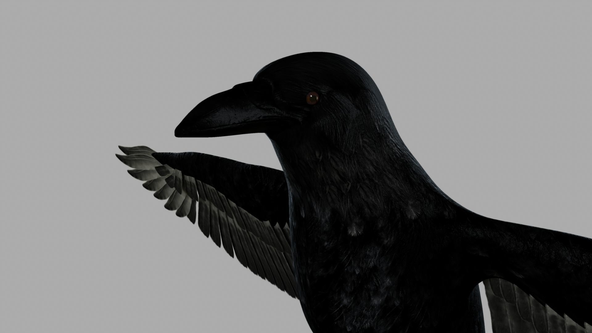 3D Crow raven with wings spread 3D model_15