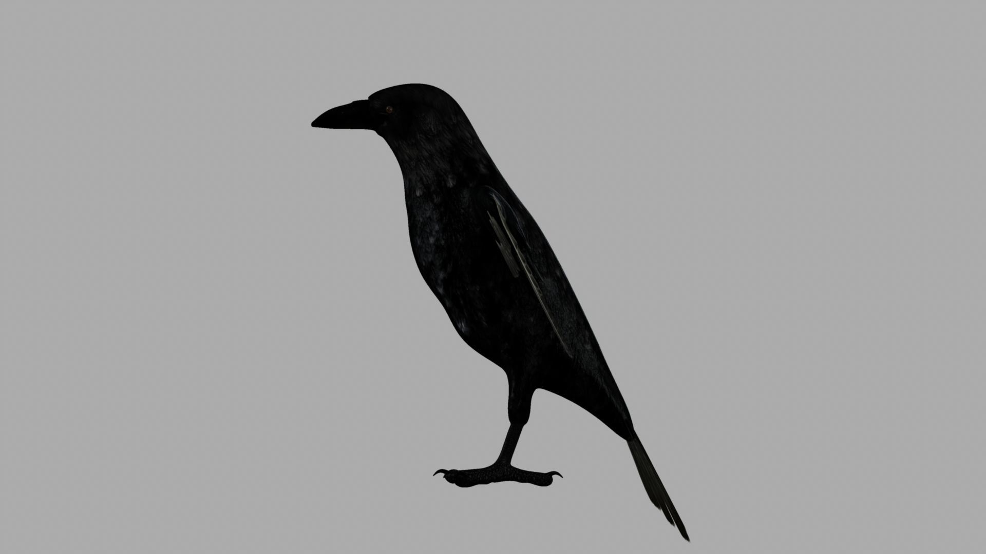 3D Crow raven with wings spread 3D model_3