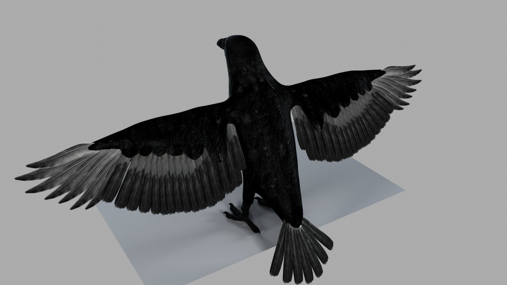 3D Crow raven with wings spread 3D model_14