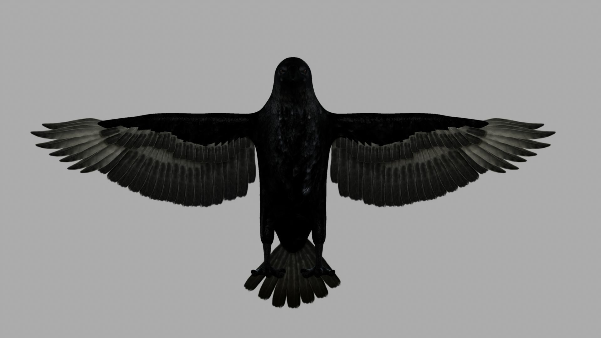 3D Crow raven with wings spread 3D model_4