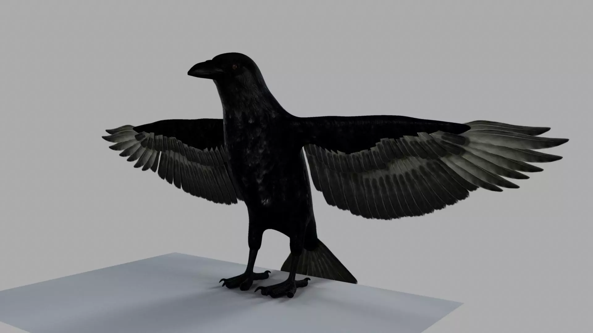 3D Crow raven with wings spread 3D model_0
