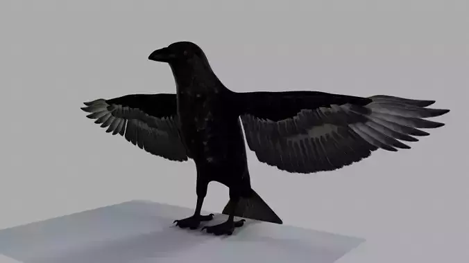 3D Crow raven with wings spread