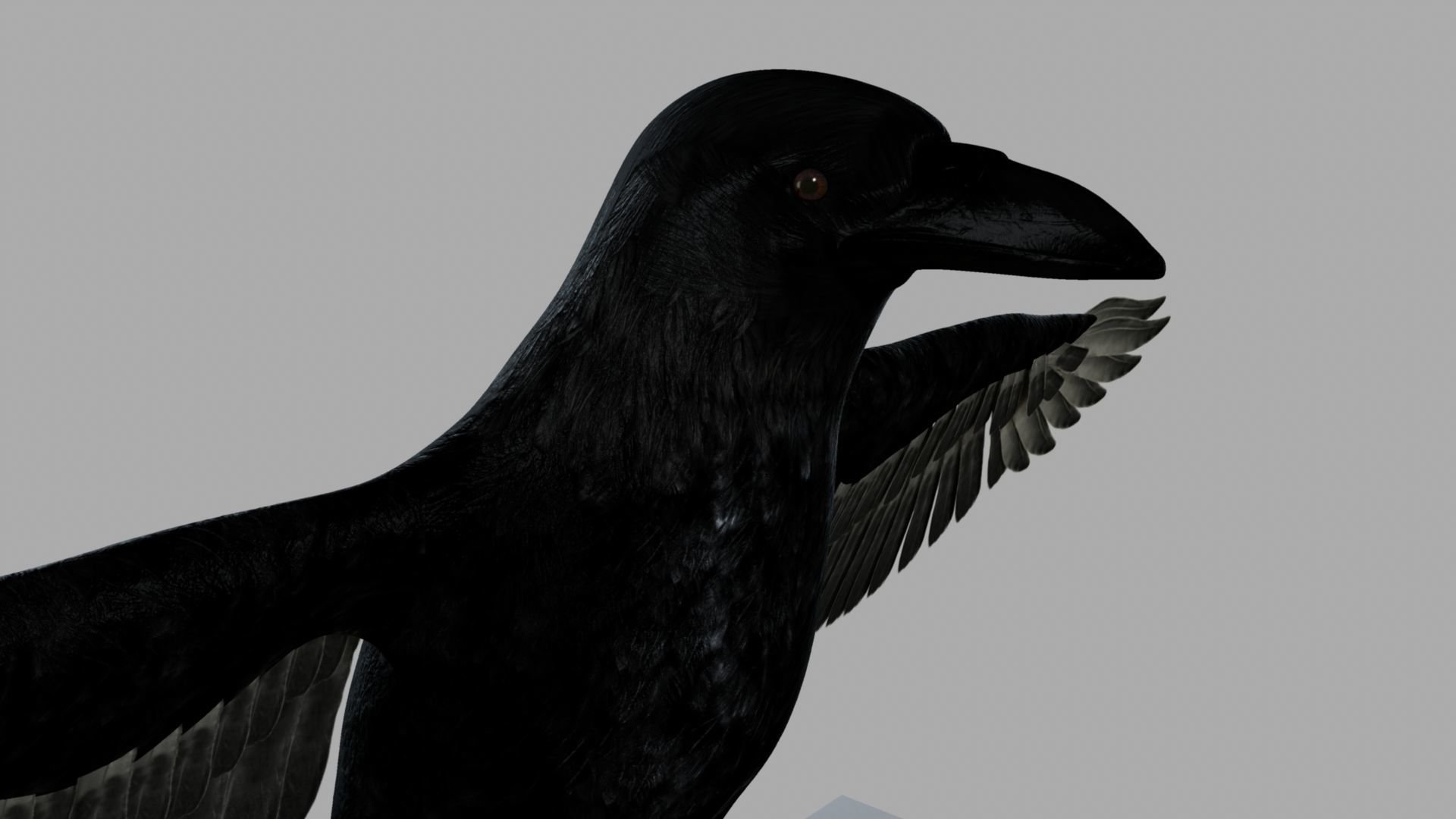 3D Crow raven with wings spread 3D model_23
