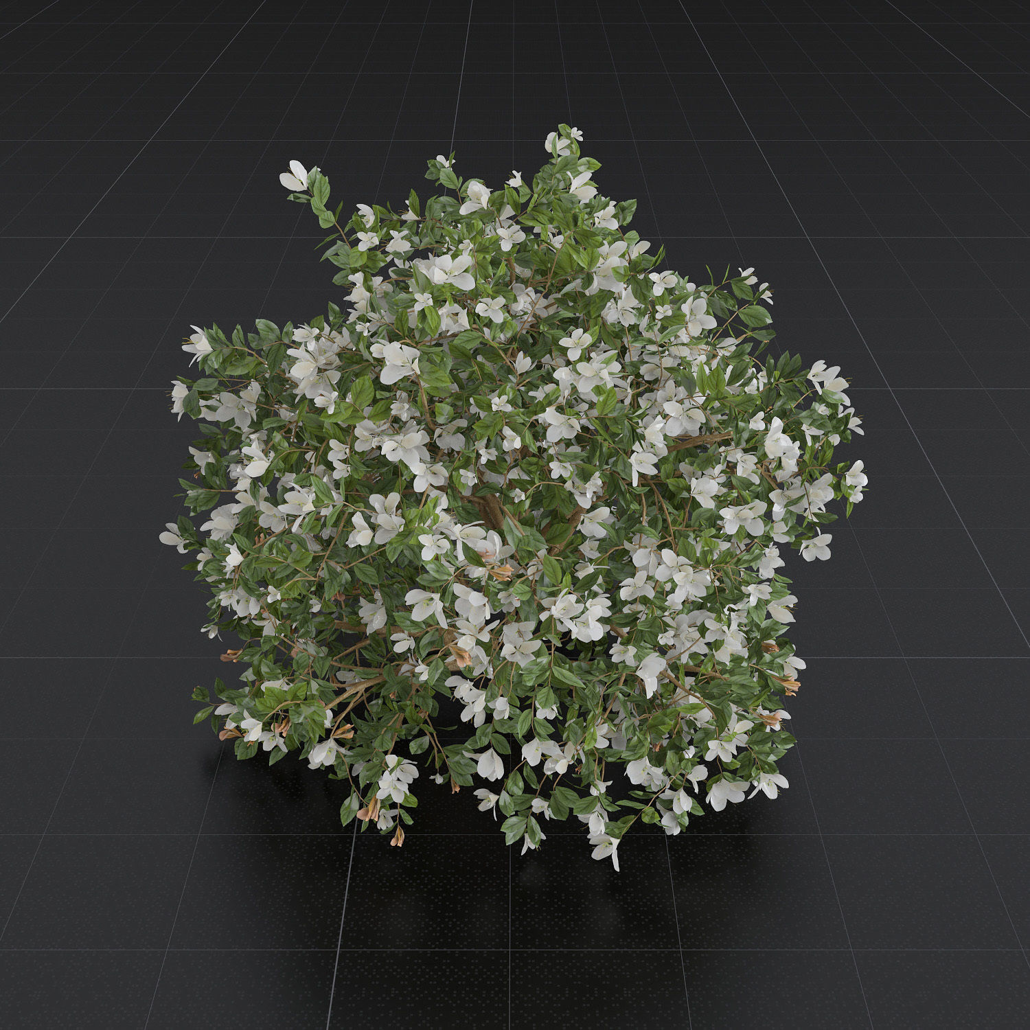 Bush Set 01 Azalea 3D model_2