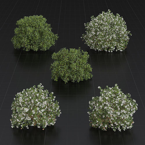 Bush Set 01 Azalea 3D model