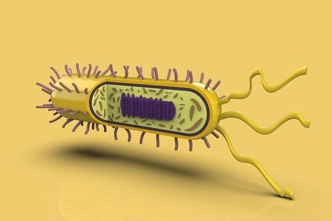 BACTERIA bacterium 3D model