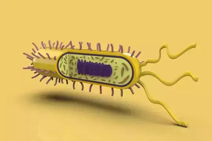 BACTERIA bacterium 3D model