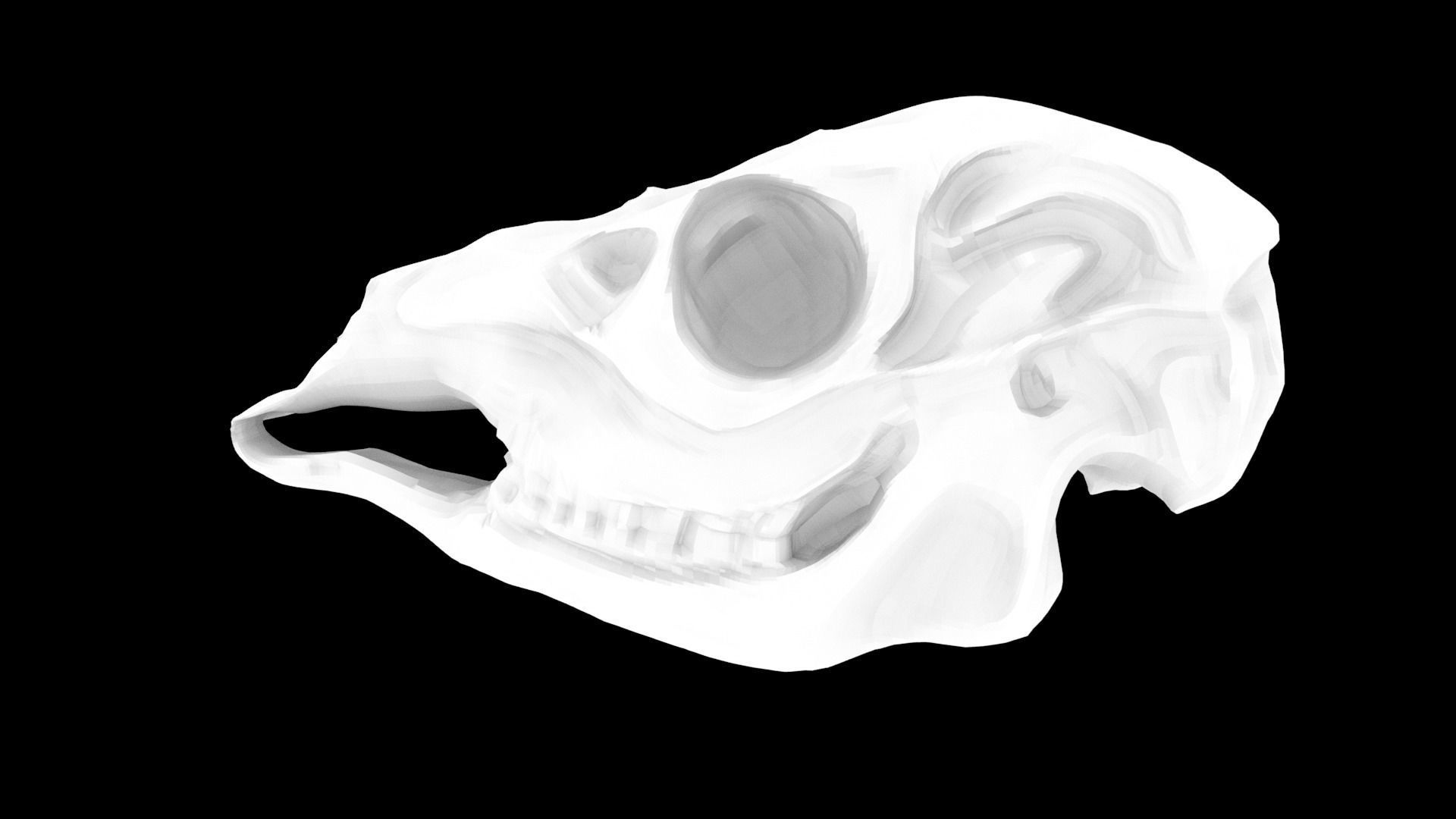 Two Animal Skulls Free 3D model_1