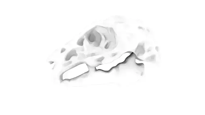 Two Animal Skulls
