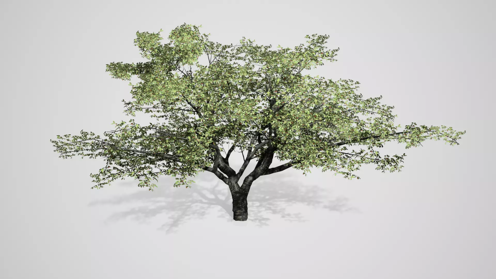 Cherry Tree Free low-poly 3D model