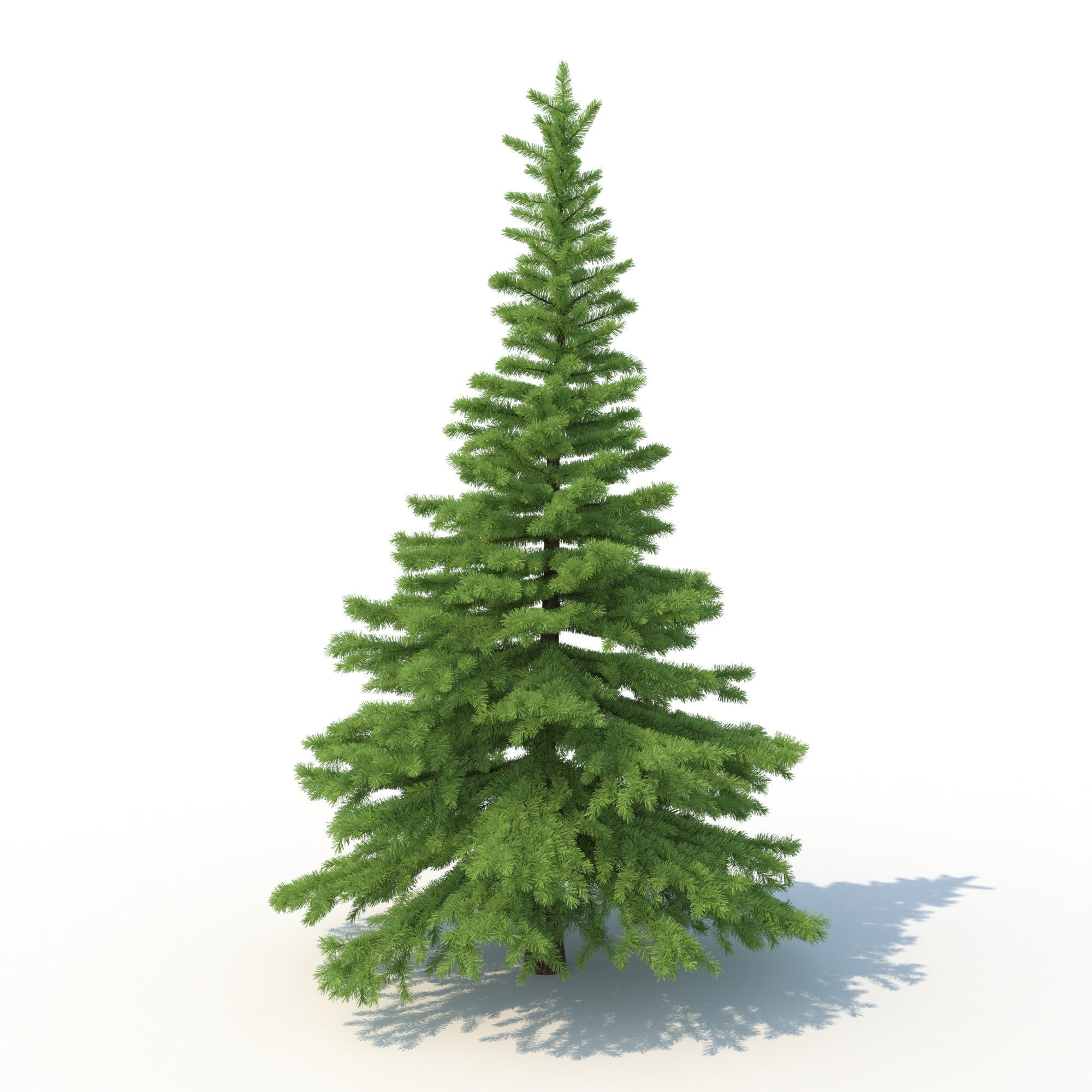 Spruce Tree No 1 3D model_3