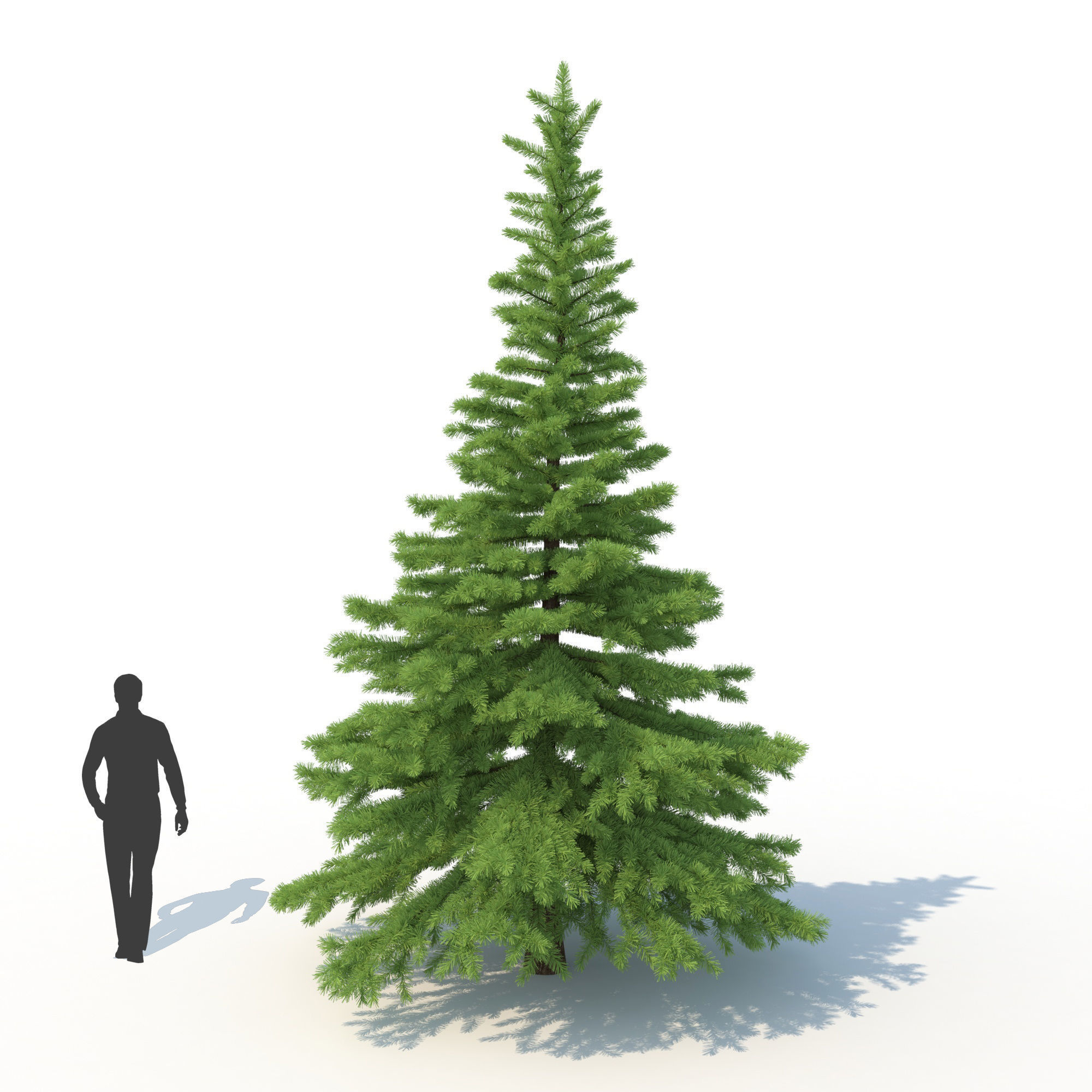 Spruce Tree No 1 3D model_4