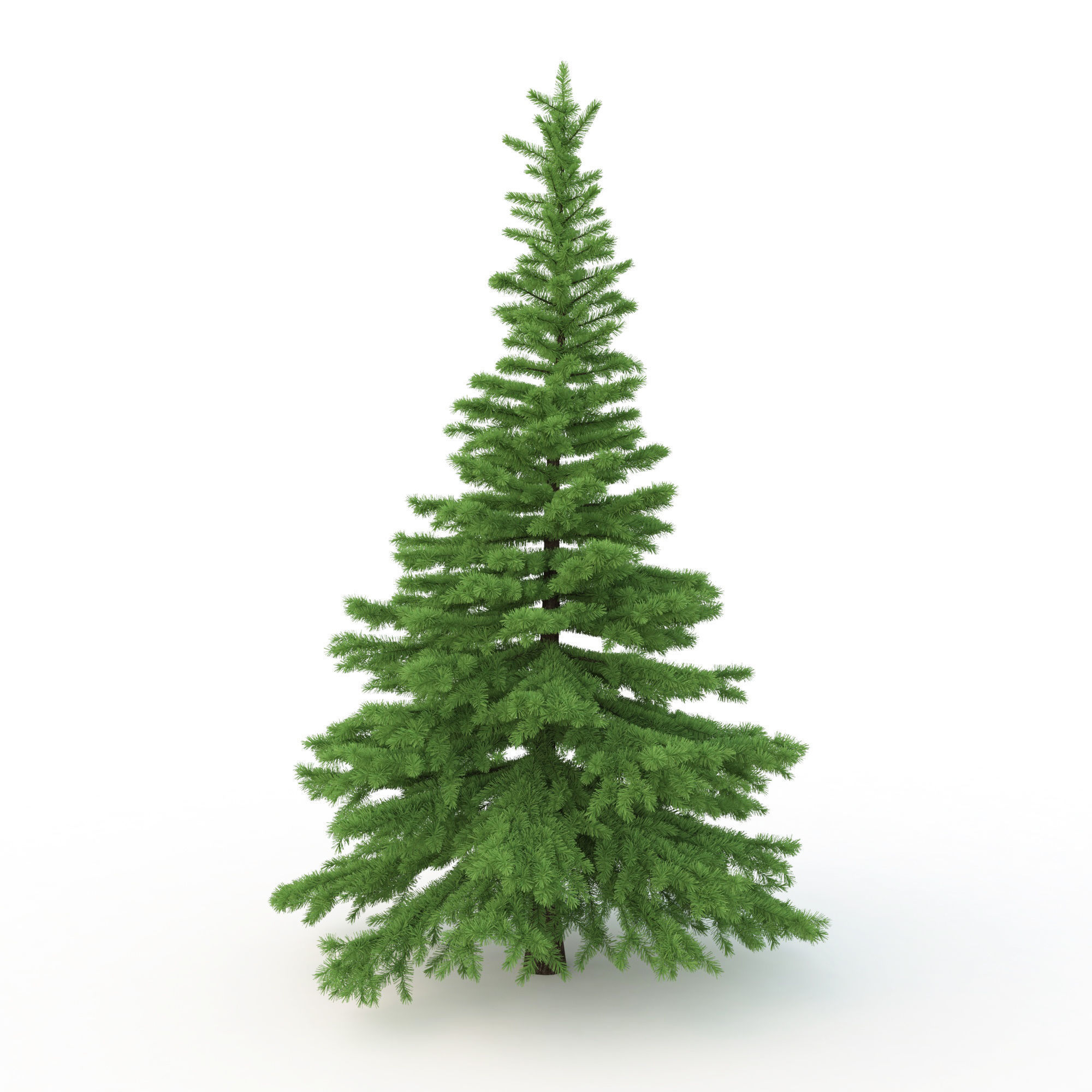 Spruce Tree No 1 3D model_5