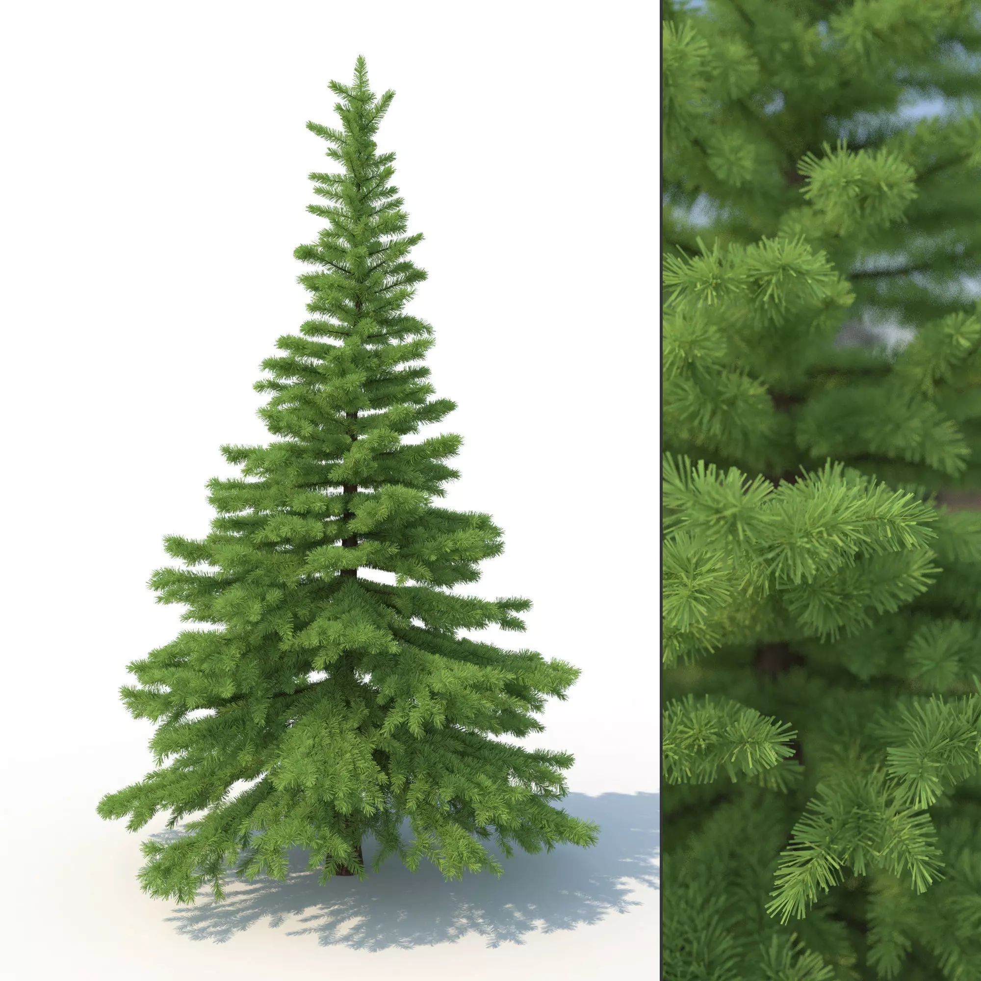 Spruce Tree No 1 3D model_0