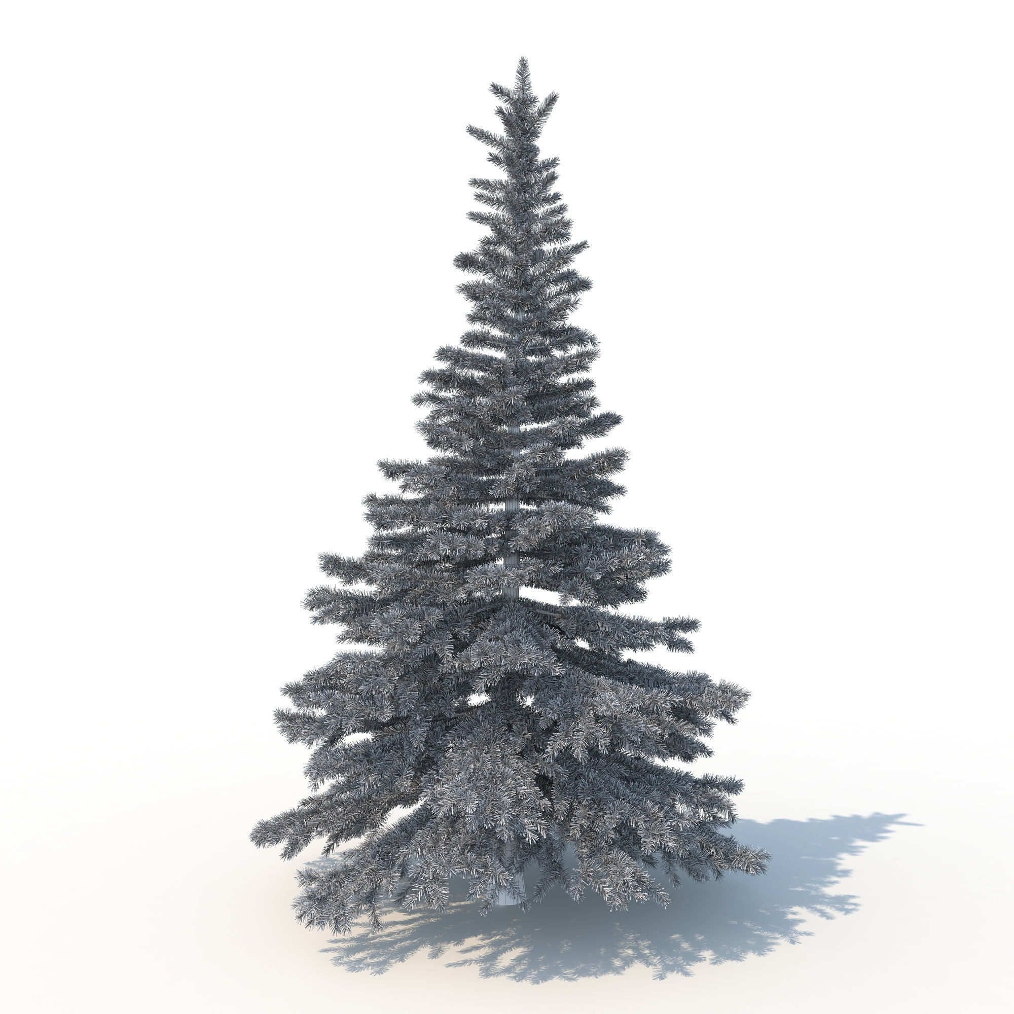 Spruce Tree No 1 3D model_7