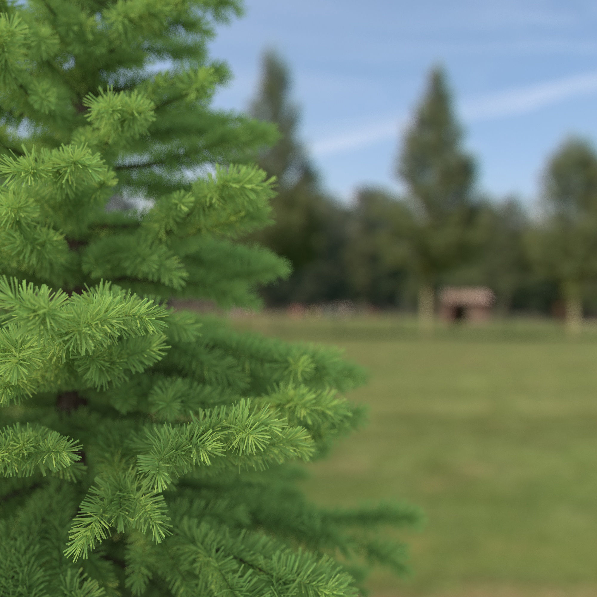 Spruce Tree No 1 3D model_2