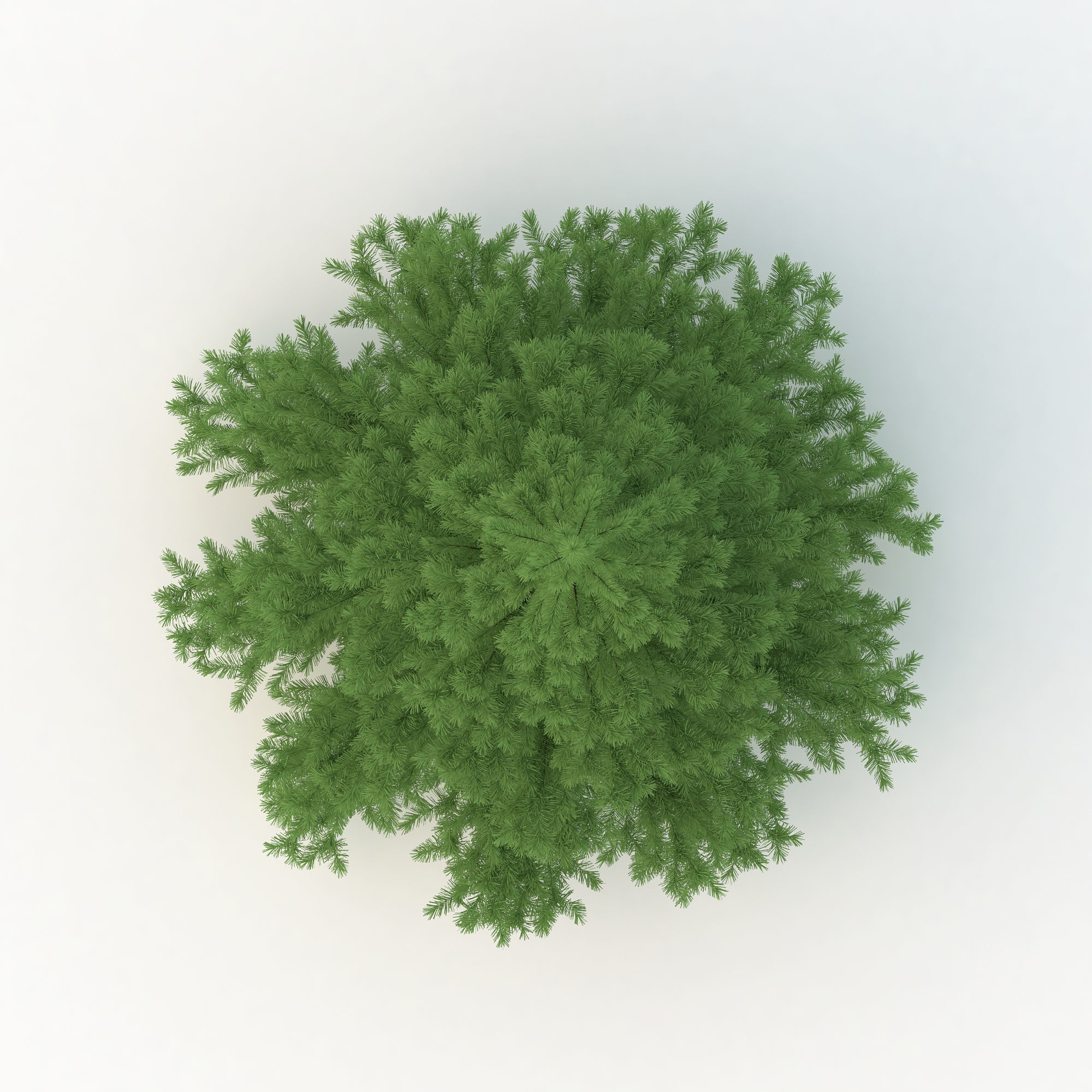 Spruce Tree No 1 3D model_6