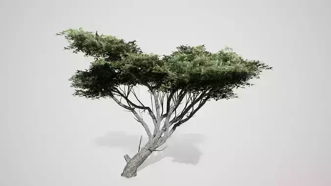 Acacia Tree