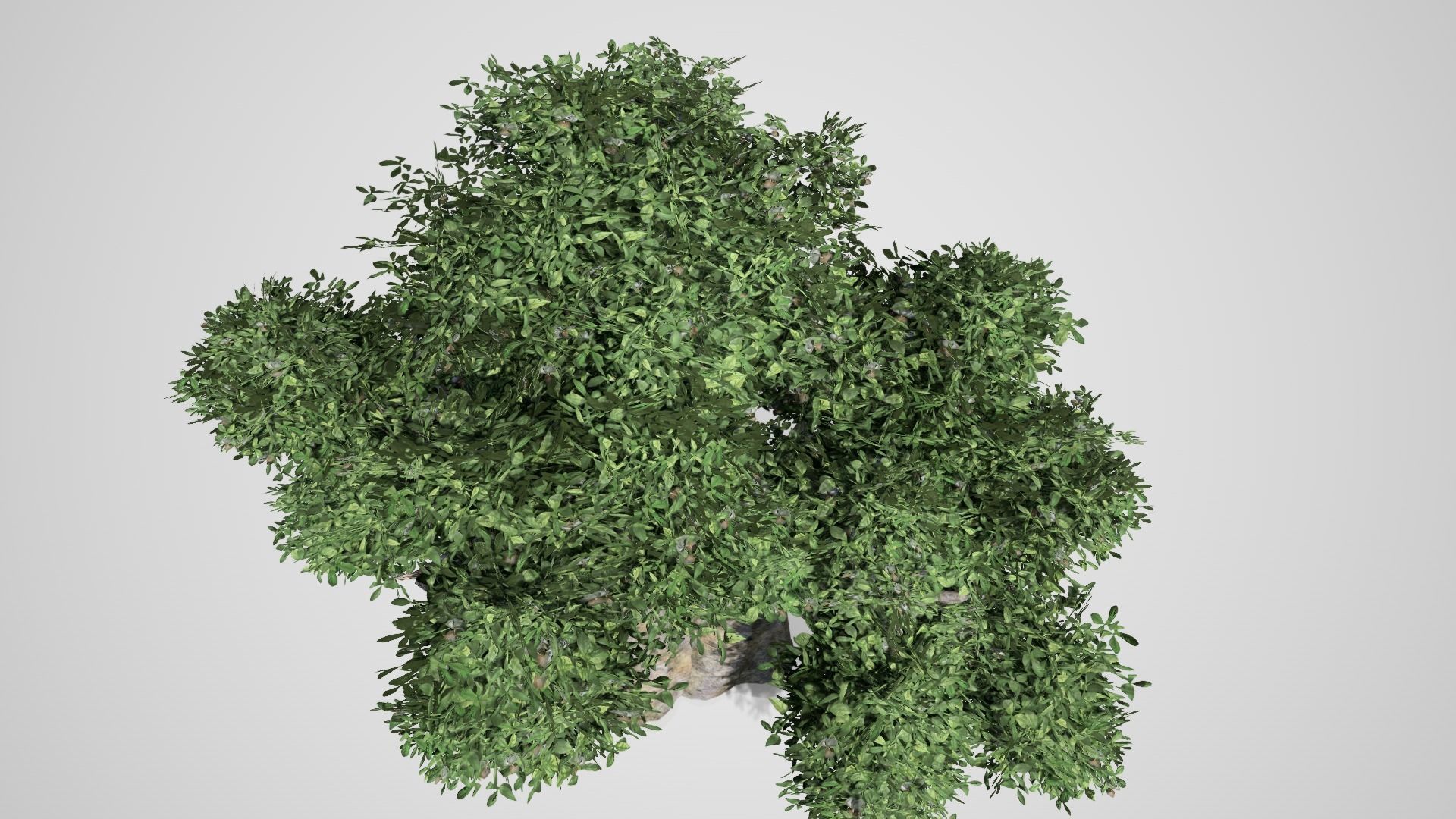 Baobab Tree Low-poly 3D model_3