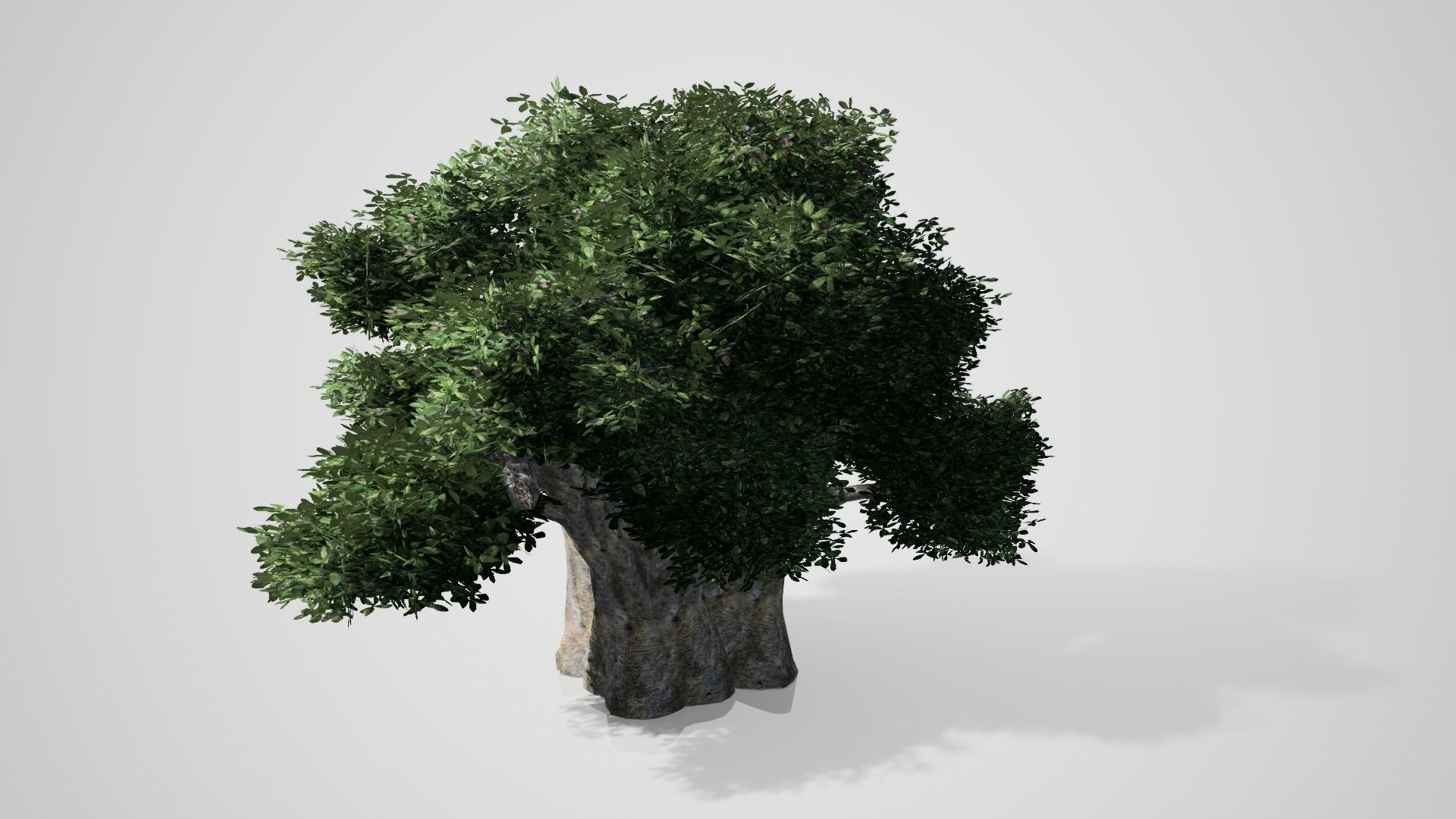 Baobab Tree Low-poly 3D model_1