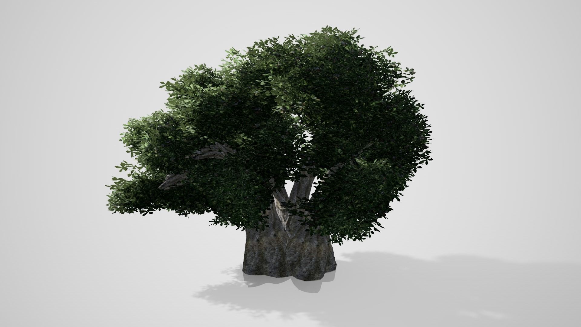 Baobab Tree Low-poly 3D model_2