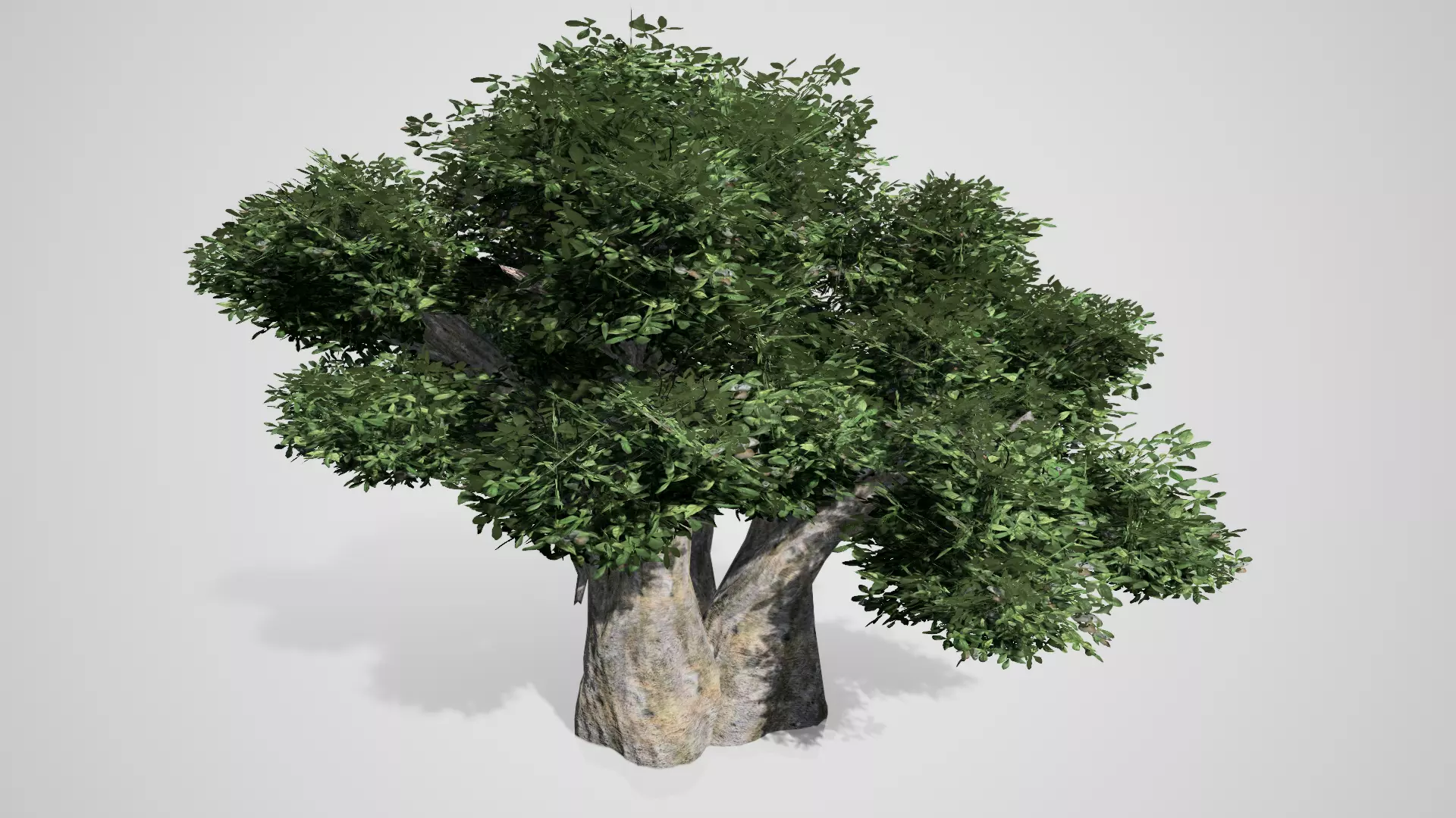 Baobab Tree Low-poly 3D model_0