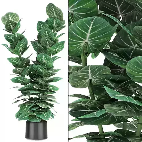 Plant in Pot Flowerpot Exotic Plant