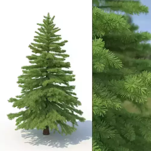 Spruce Tree No 2 3D model