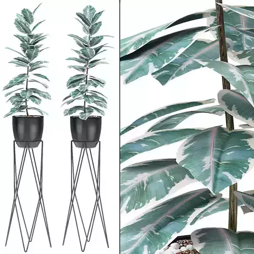 Plant in Pot Flowerpot Exotic Plant 3D model