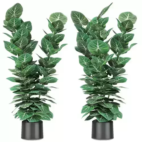 Plant in Pot Flowerpot Exotic Plant