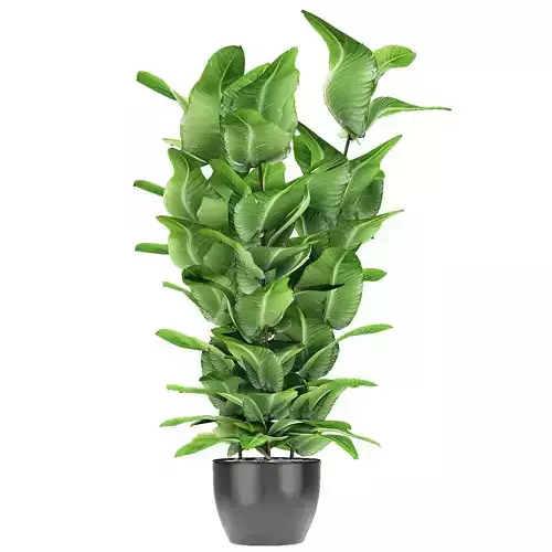 Plant in Pot Flowerpot Exotic Plant