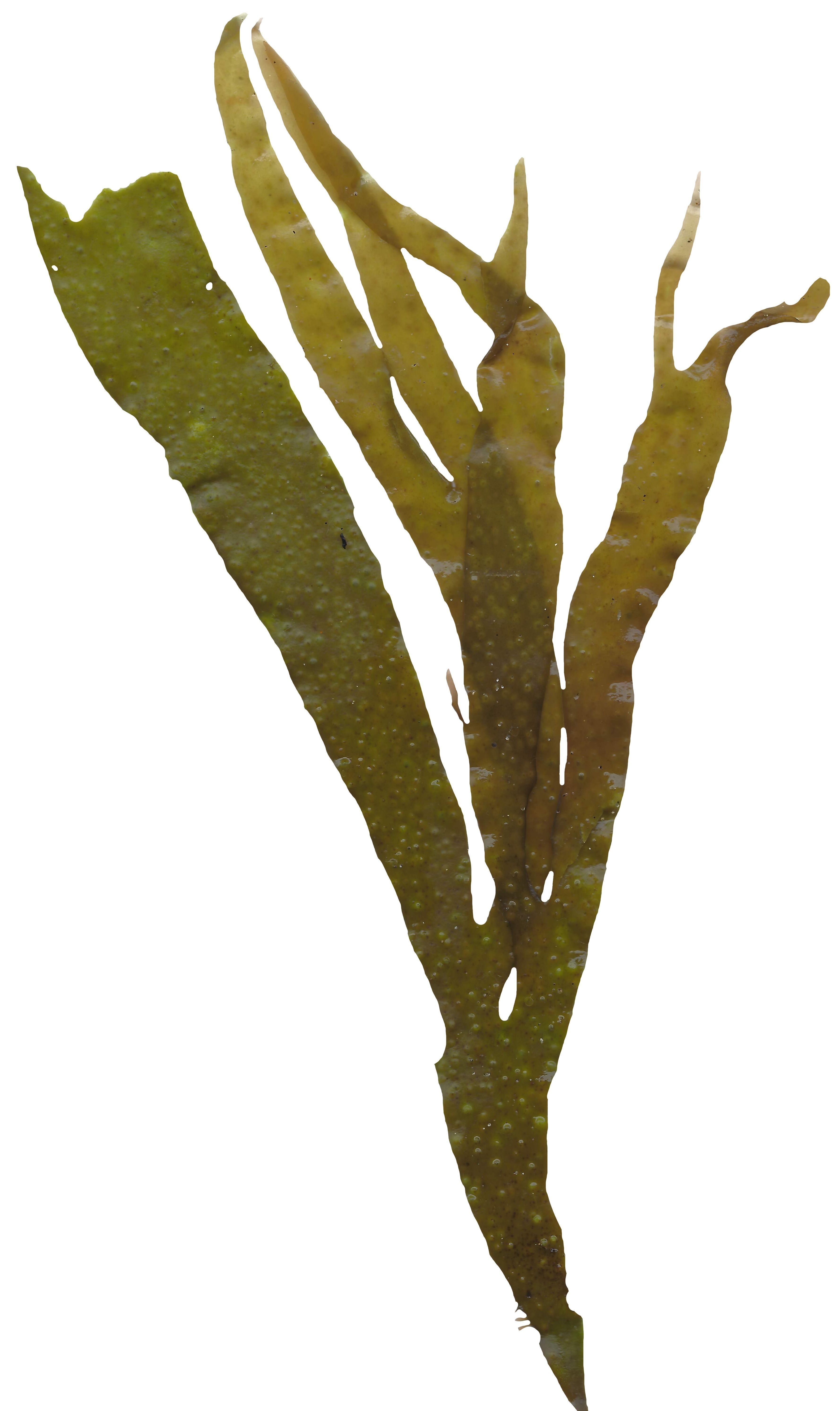 Green Algae Scanned Texture Pack - 16 Textures Texture_14