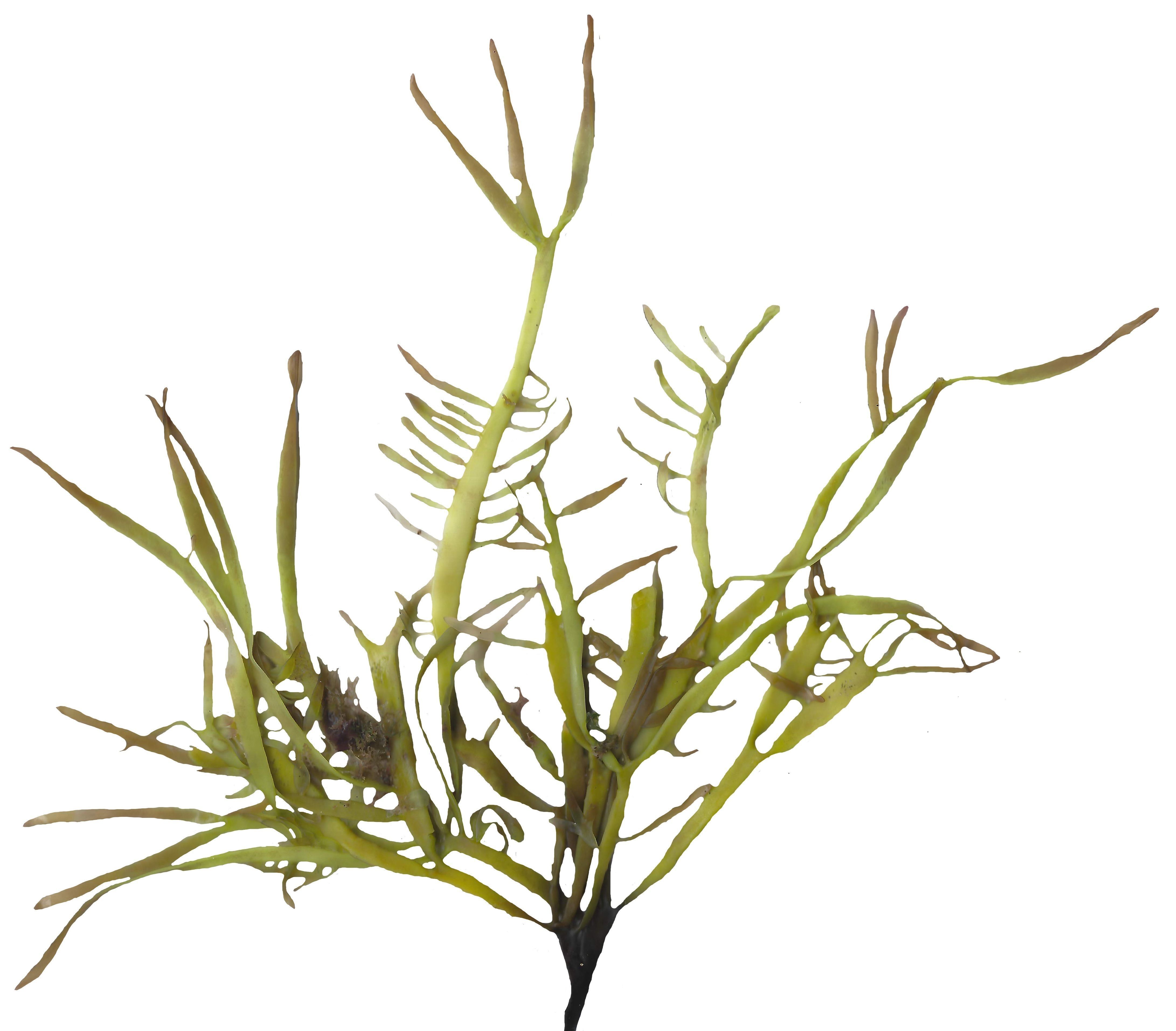 Green Algae Scanned Texture Pack - 16 Textures Texture_5