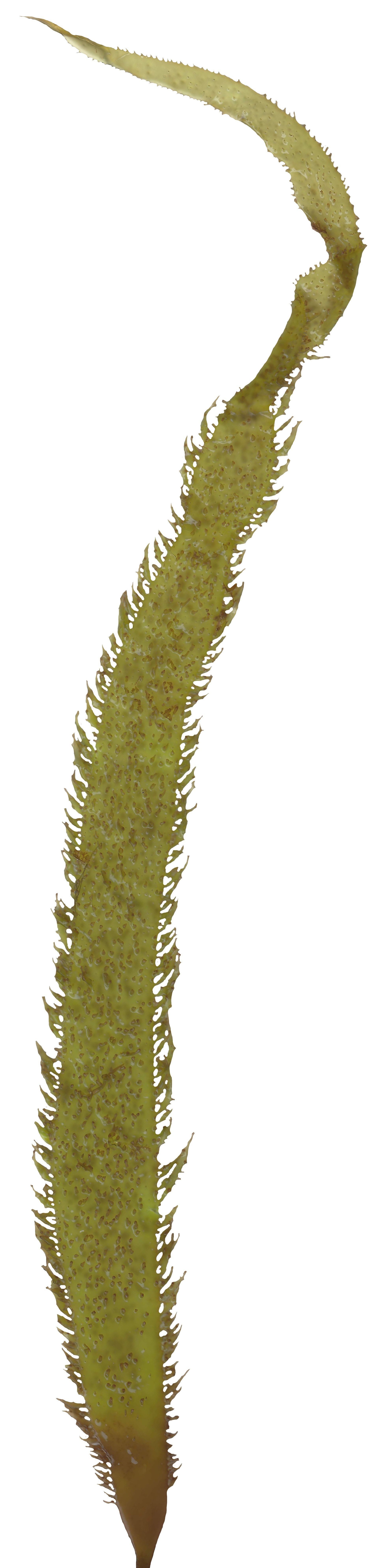 Green Algae Scanned Texture Pack - 16 Textures Texture_1